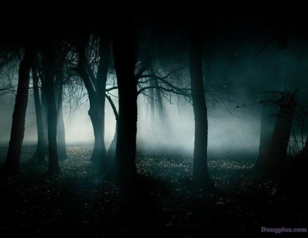 Ban đêm trong rừng