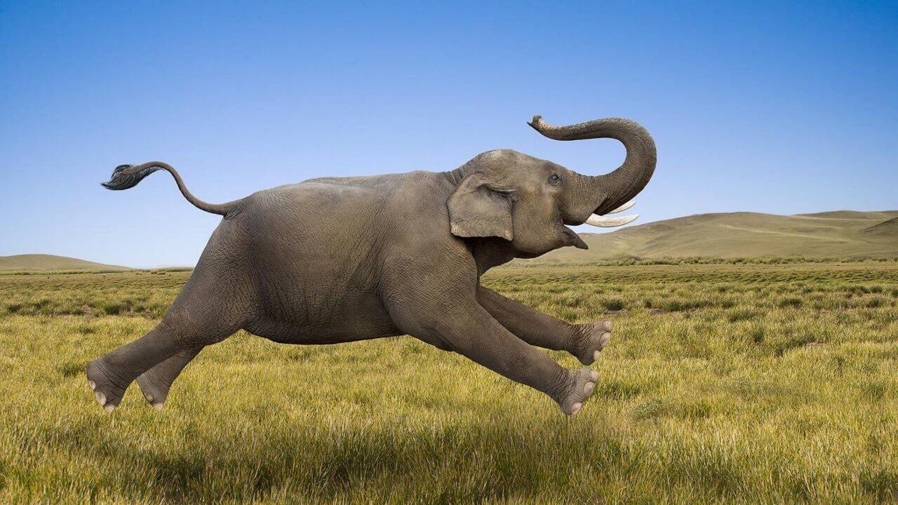Câu đố "Cái gì to bằng con voi nhưng chẳng nặng gram nào"?