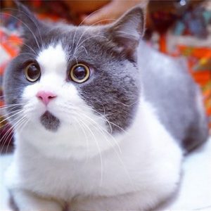 đôi mắt hồn nhiên của mèo giống với cái nhìn của đức phật