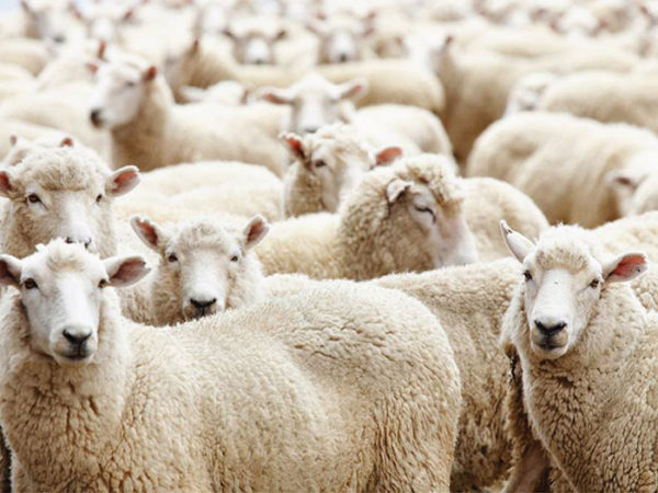 Reviews Sách "Sự Im Lặng Của Bầy Cừu" - Thứ Im Lặng Đáng Sợ