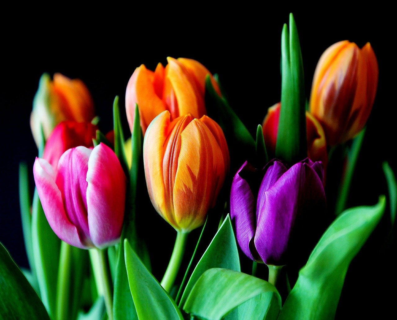 +1000 Hình Nền Hoa TuLip - Hoa Tulip Đẹp Nhất