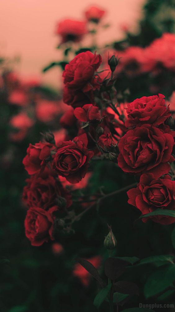 Ứng dụng Tổng hợp hình nền hoa hồng đẹp  Link tải free cách sử dụng