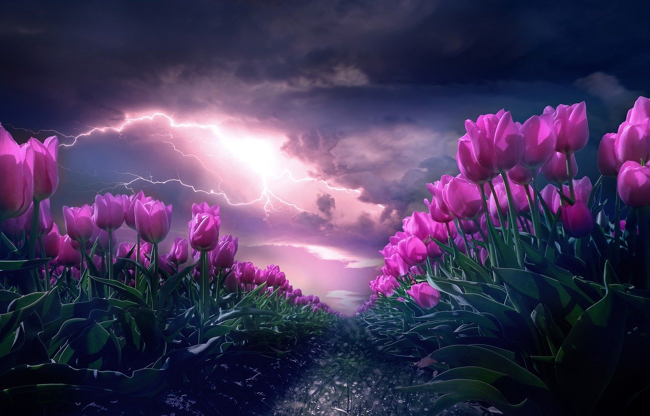 Top 101 hình nền hoa tulip đẹp nhất dùng cho máy tính điện thoại