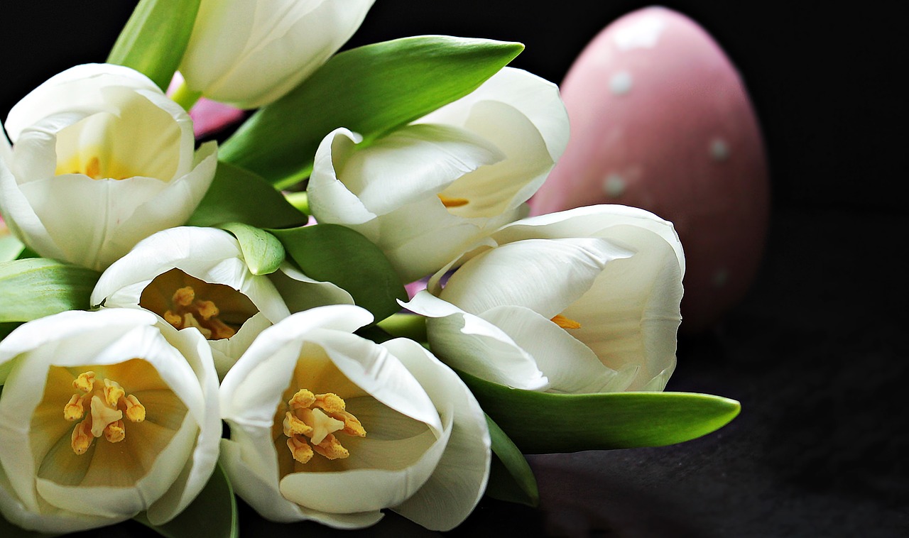 +1000 Hình Nền Hoa TuLip - Hoa Tulip Đẹp Nhất